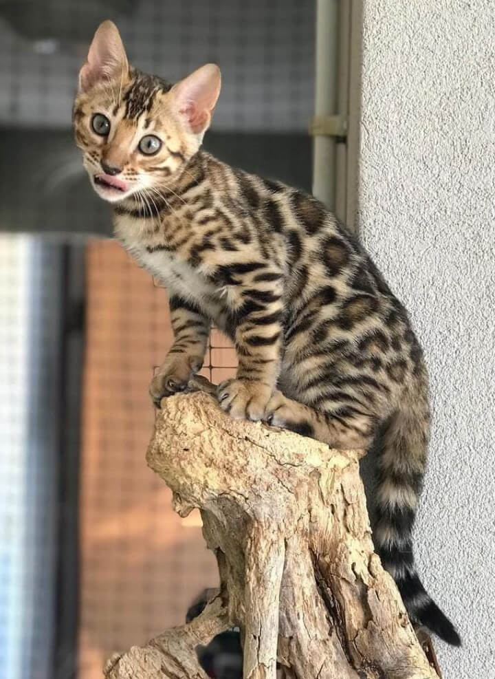 Leopard cat for store sale