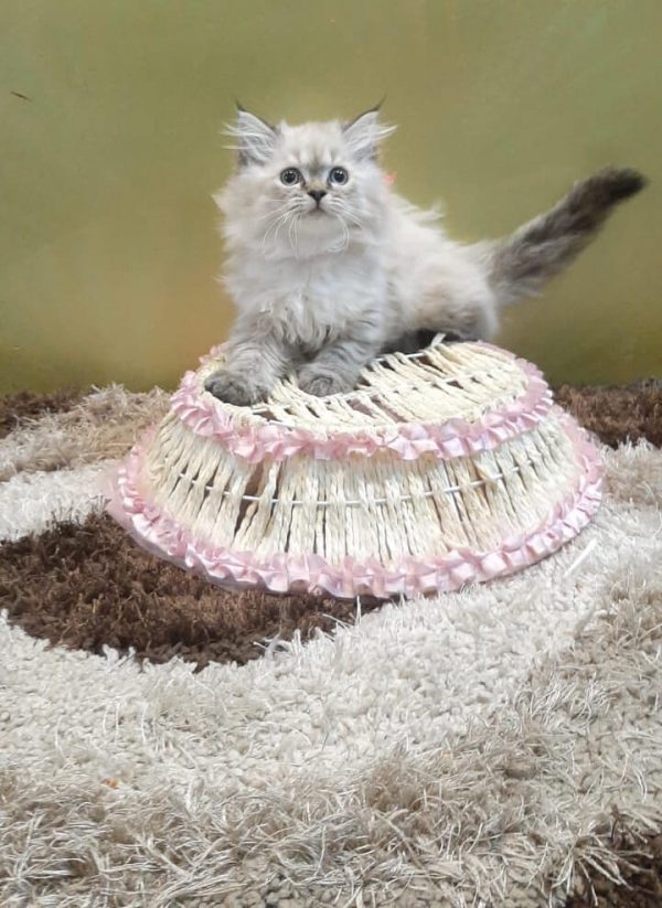 Buy Ragdoll Himalayan Cat - Kitten For Sale Online in India at best price