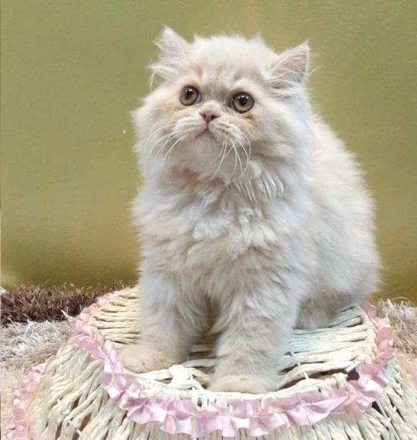 Online cats and kitten for sale in Delhi, Kolkata and global India.