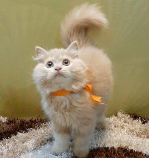 Cats and kittens for sale in Delhi Best Baby kittens for Sale.