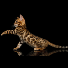 bengal-cat