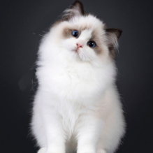 Ragdoll-cross kitten